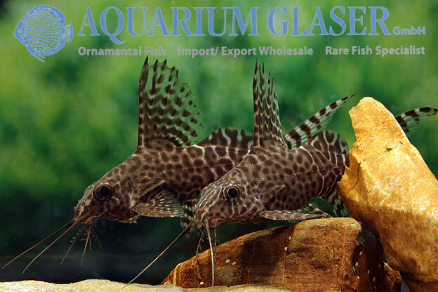 Featherfin Synodontis S/M (min. 12 pcs) - Image 11