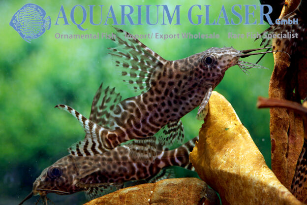 Featherfin Synodontis S/M (min. 12 pcs) - Image 12