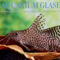 Featherfin Synodontis S/M (min. 12 pcs)