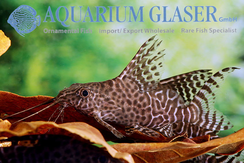 Featherfin Synodontis S/M (min. 12 pcs)