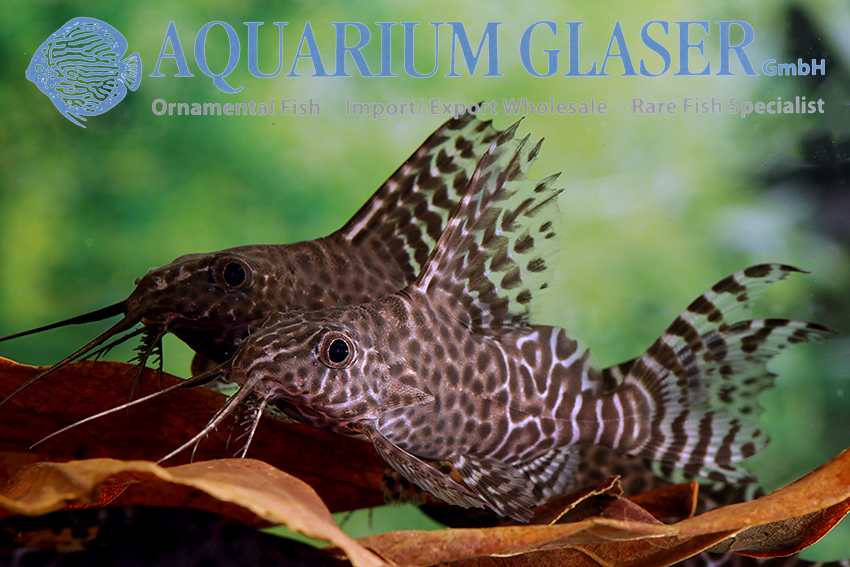 Featherfin Synodontis S/M (min. 12 pcs) - Image 3