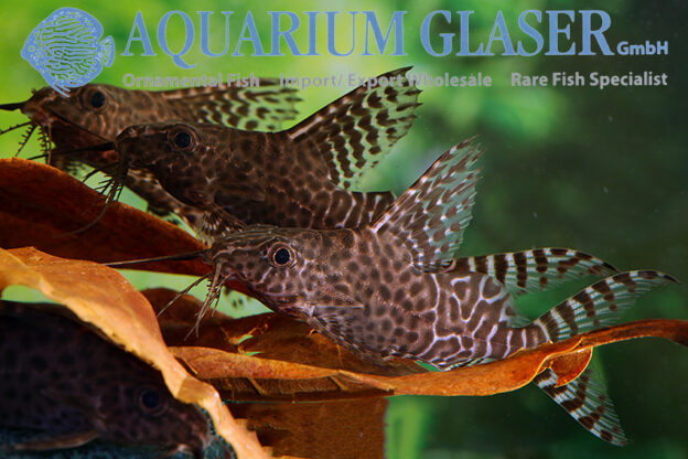 Featherfin Synodontis S/M (min. 12 pcs) - Image 4