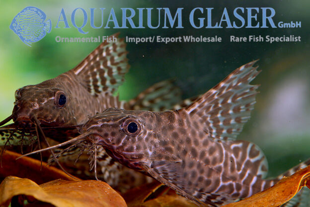 Featherfin Synodontis S/M (min. 12 pcs) - Image 5