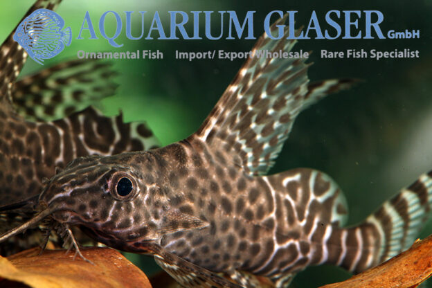 Featherfin Synodontis S/M (min. 12 pcs) - Image 6