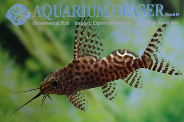 Featherfin Synodontis S/M (min. 12 pcs) - Image 7