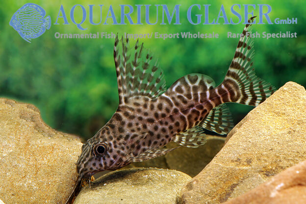 Featherfin Synodontis S/M (min. 12 pcs) - Image 8