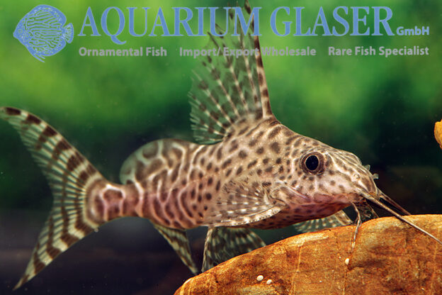 Featherfin Synodontis S/M (min. 12 pcs) - Image 9
