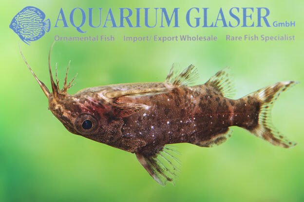 Blotched Upside-Down Catfish S/M (min. 35 pcs) - Image 14