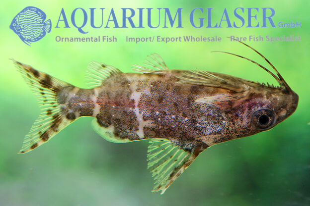 Blotched Upside-Down Catfish S/M (min. 35 pcs) - Image 10