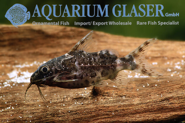 Blotched Upside-Down Catfish S/M (min. 35 pcs) - Image 9