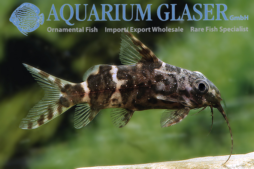 Blotched Upside-Down Catfish S/M (min. 35 pcs) - Image 2