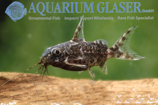 Blotched Upside-Down Catfish S/M (min. 35 pcs) - Image 6