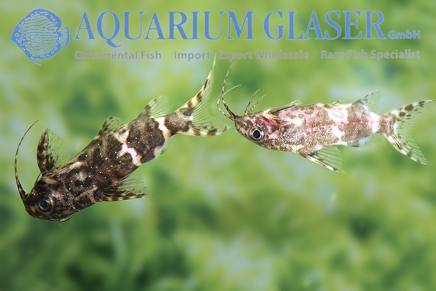 Blotched Upside-Down Catfish S/M (min. 35 pcs) - Image 3