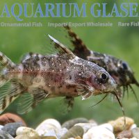 Blotched Upside-Down Catfish S/M (min. 35 pcs)