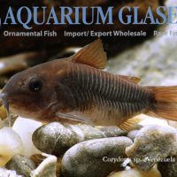 Black Cory M (min. 20 pcs)