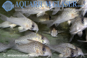 Fairy Cory "Morocha" XL (min. 8 pcs) - Image 9