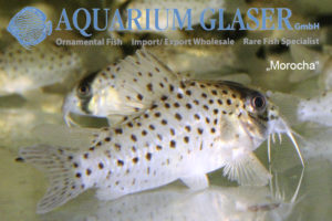 Fairy Cory "Morocha" XL (min. 8 pcs) - Image 8