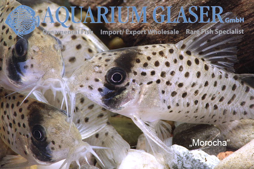 Fairy Cory "Morocha" XL (min. 8 pcs) - Image 10