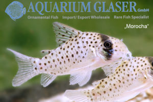 Fairy Cory "Morocha" XL (min. 8 pcs) - Image 7