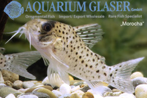 Fairy Cory "Morocha" XL (min. 8 pcs) - Image 6