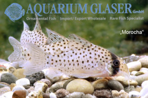 Fairy Cory "Morocha" XL (min. 8 pcs) - Image 5