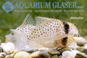 Fairy Cory "Morocha" XL (min. 8 pcs) - Image 4