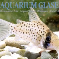 Fairy Cory "Morocha" XL (min. 8 pcs)