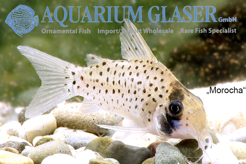 Fairy Cory "Morocha" XL (min. 8 pcs)