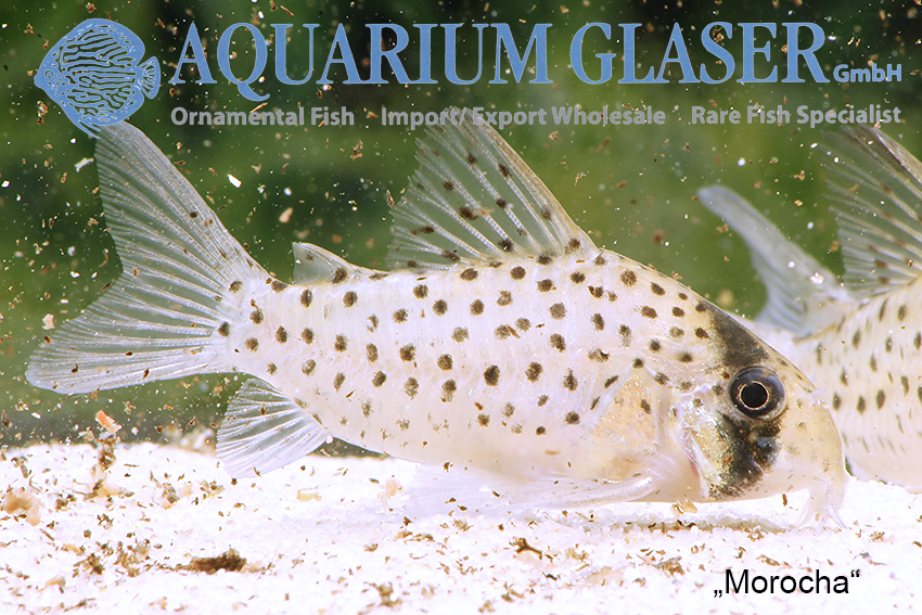 Fairy Cory "Morocha" XL (min. 8 pcs) - Image 3