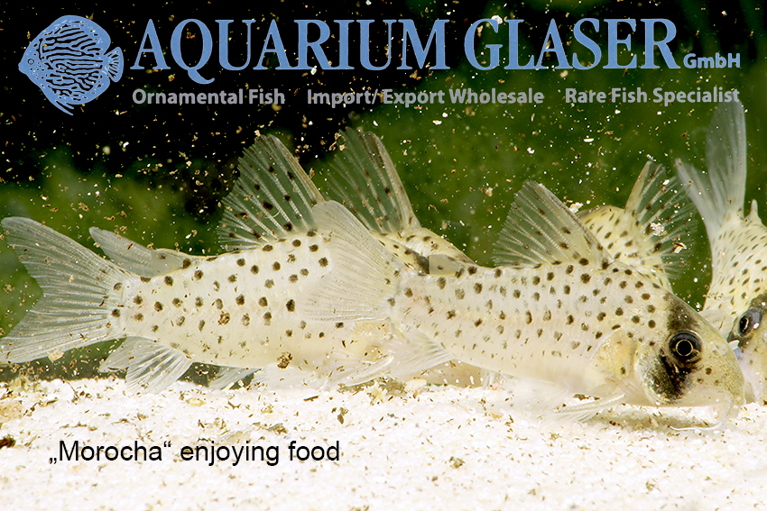 Fairy Cory "Morocha" XL (min. 8 pcs) - Image 2