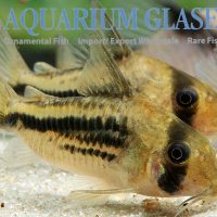 Deckeri Cory M (min. 8 pcs)