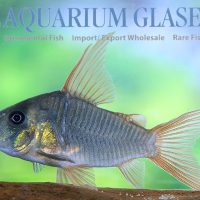 Slate Cory M (min. 10 pcs)