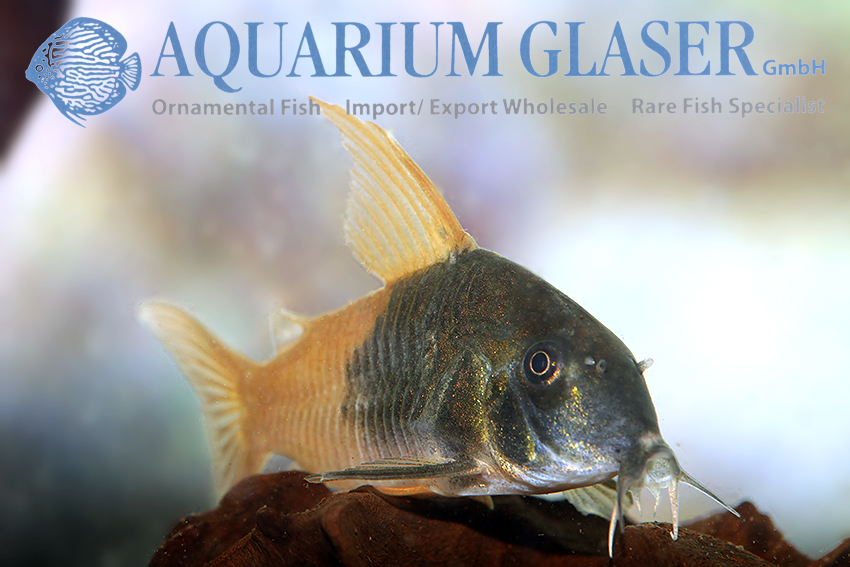 Rio Tomo Cory M (min. 12 pcs) - Image 2