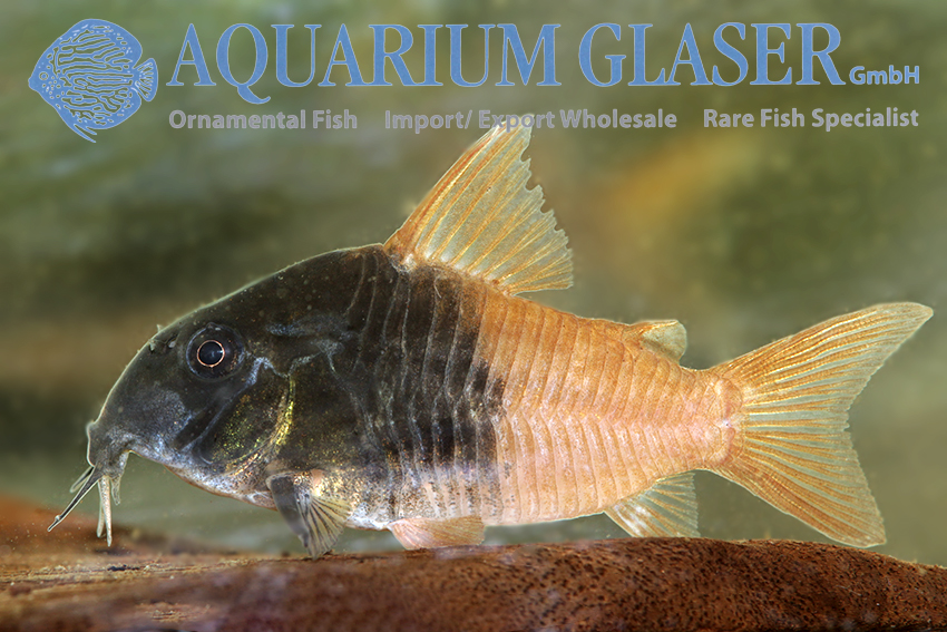 Rio Tomo Cory M (min. 12 pcs) - Image 3