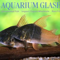 Rio Tomo Cory M (min. 12 pcs)