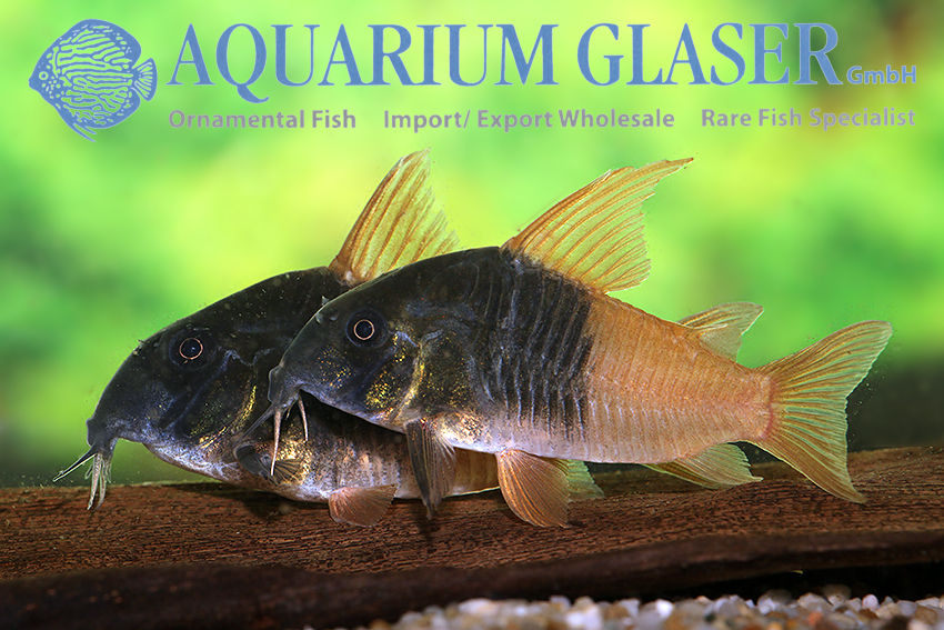 Rio Tomo Cory M (min. 12 pcs)