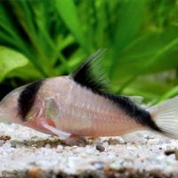 Sand's Cory XL (min. 8 pcs)