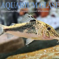 Llanos-Oran 'Var. II' Cory L/XL (min. 3 pcs)