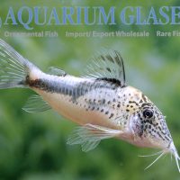 Fowler's Cory XL - Wild (min. 5 pcs)