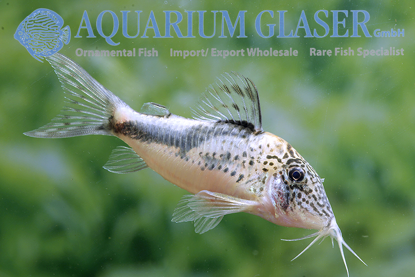 Fowler's Cory XL - Wild (min. 5 pcs)