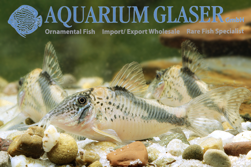 Fowler's Cory XL - Wild (min. 5 pcs) - Image 8