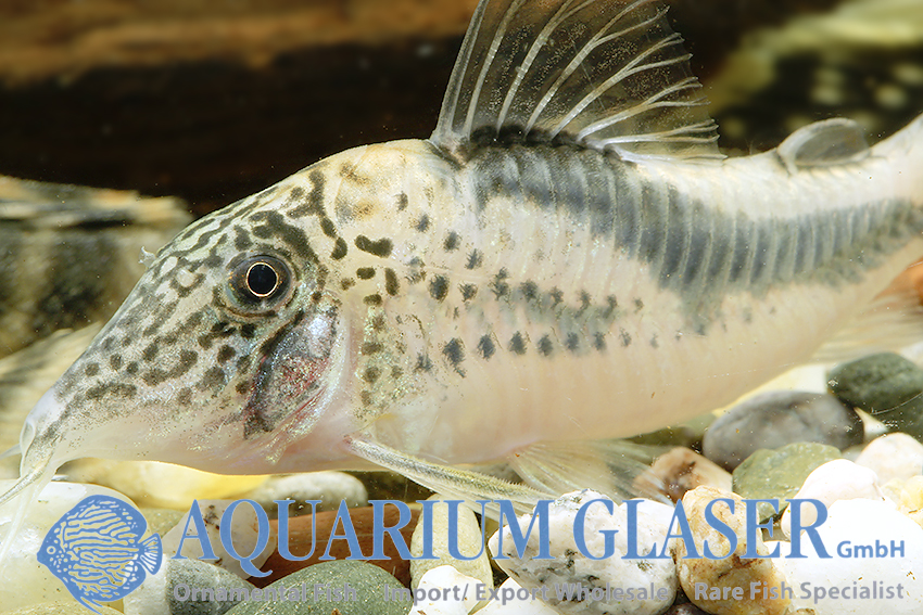 Fowler's Cory XL - Wild (min. 5 pcs) - Image 2