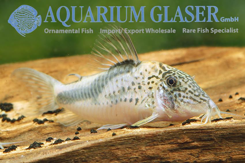 Fowler's Cory XL - Wild (min. 5 pcs) - Image 3
