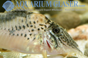 Fowler's Cory XL - Wild (min. 5 pcs) - Image 4