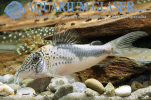 Fowler's Cory XL - Wild (min. 5 pcs) - Image 6