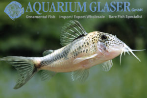 Fowler's Cory XL - Wild (min. 5 pcs) - Image 7