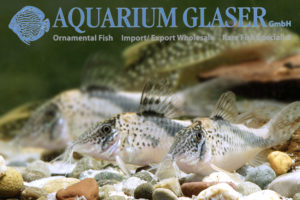 Fowler's Cory XL - Wild (min. 5 pcs) - Image 9