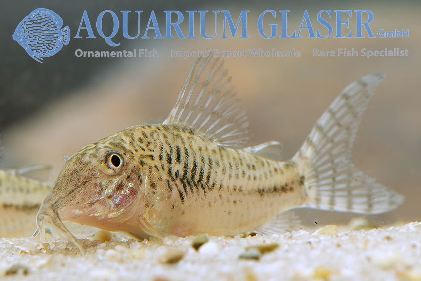 Fuller's Cory M (min. 18 pcs) - Image 18