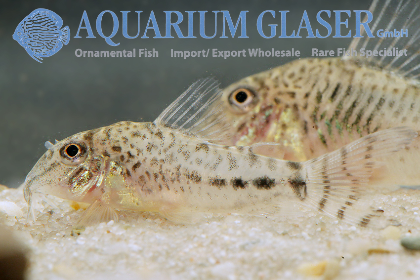Fuller's Cory M (min. 18 pcs) - Image 17