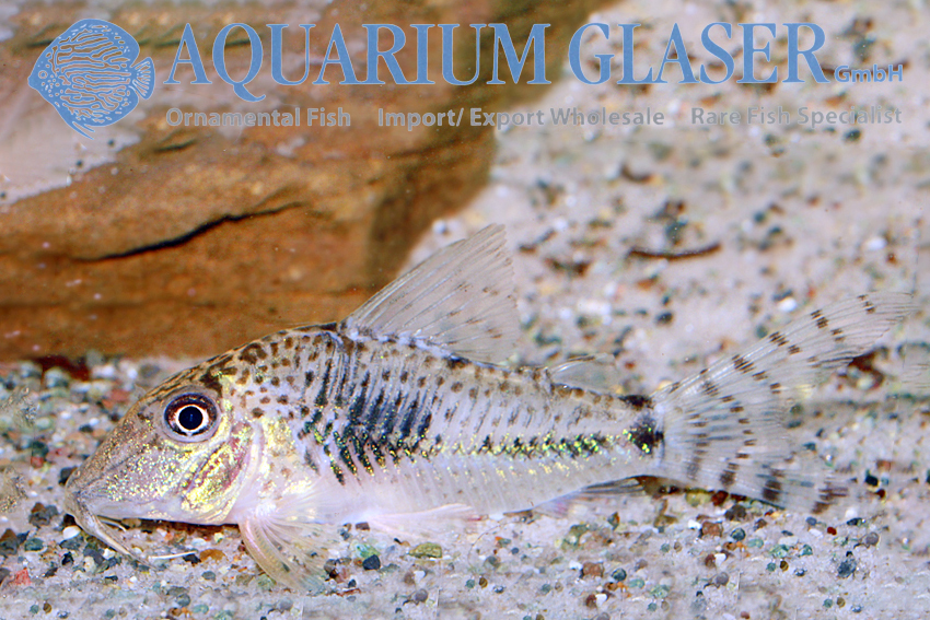 Fuller's Cory M (min. 18 pcs) - Image 13